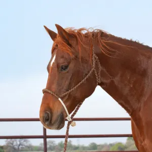 TKCR/HALTERROPN Halter Rope Nose w/8' Lead